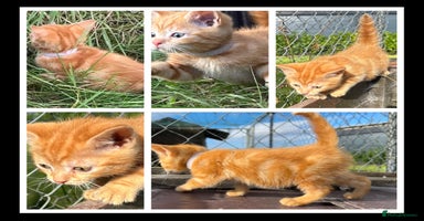 Mixed Breed cats - Advert 1