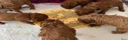 Cavapoo dogs for sale: small type toy F1B cavapoo puppies available  - Advert 10