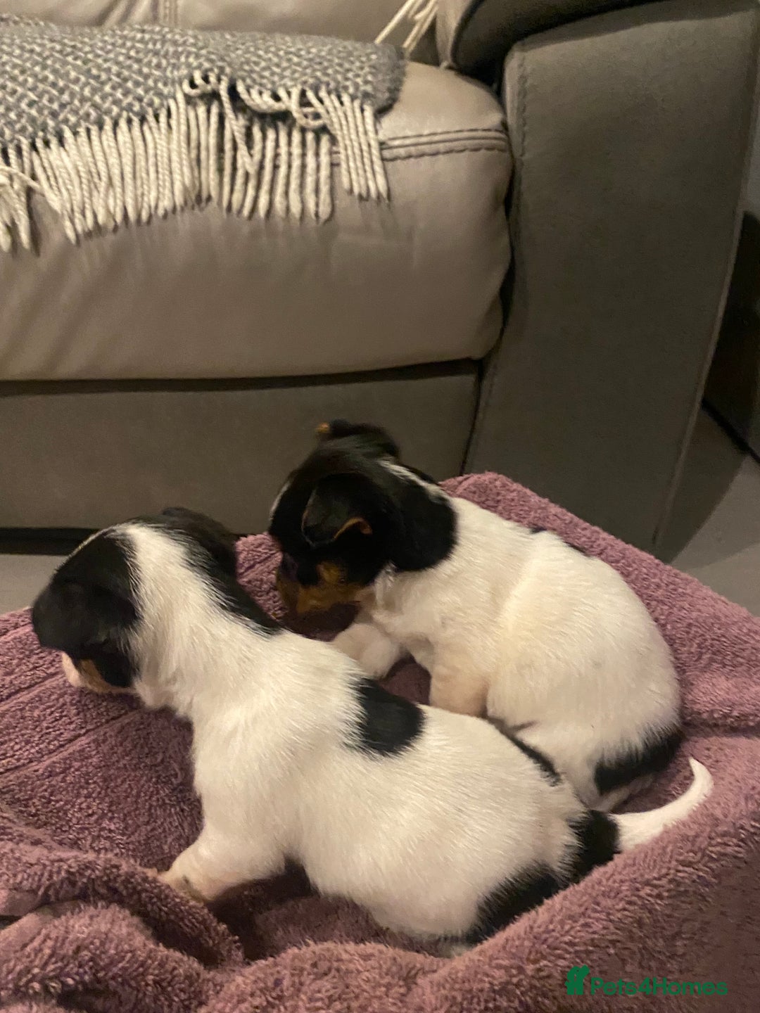 Jack Russell dogs for sale: My beautiful Jack Russell puppies available - Advert 9