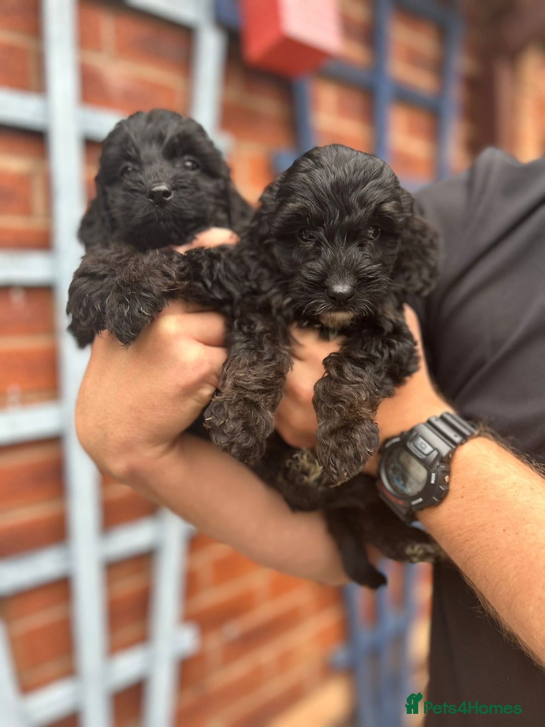 Cockapoo dogs for sale: Cockapoo Puppies (TOY) - Image 22