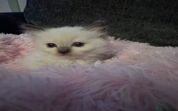 Ragdoll cats for sale: Loving Ragdoll Kittens  - Image 23