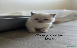 British Shorthair cats for sale: GGCF British shorthair Blue colourpoint kittens  - Image 12