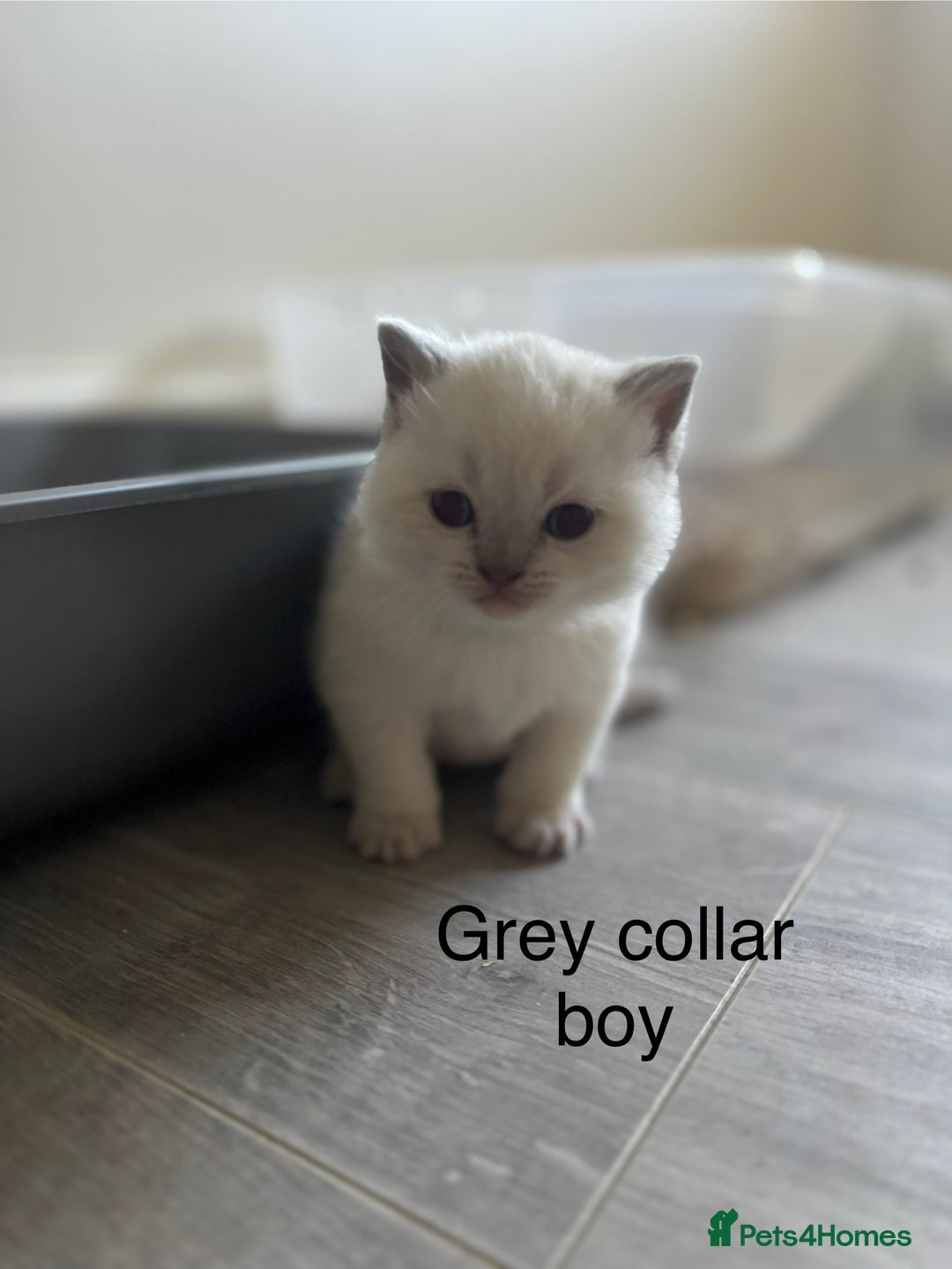 British Shorthair cats for sale: GGCF British shorthair Blue colourpoint kittens  - Image 12