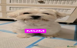 Bichon Frise dogs for sale: Beautiful Bichon Maltese puppies - Image 12