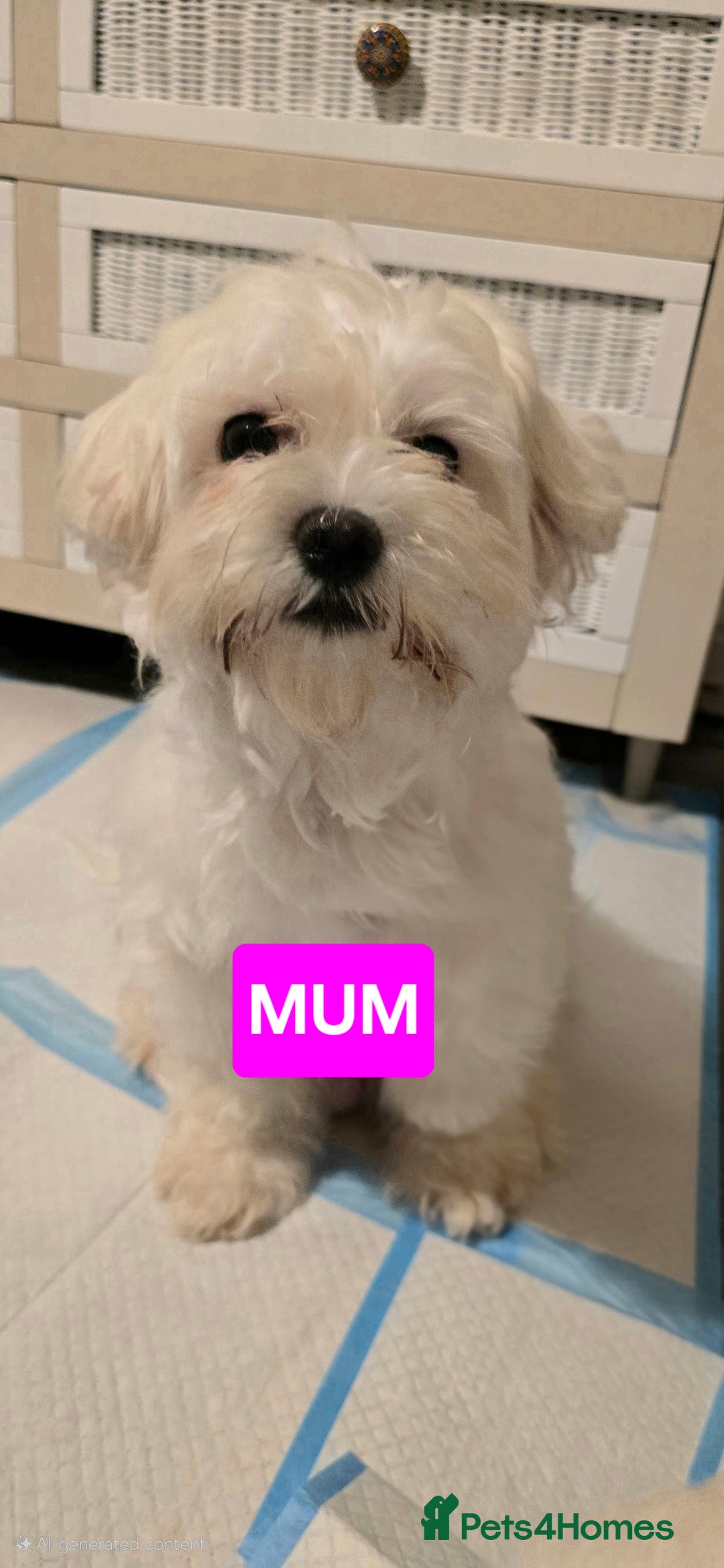 Bichon Frise dogs for sale: Beautiful Bichon Maltese puppies - Image 12