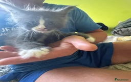Maine Coon cats for sale: Gorgeous maine coon kittens  - Image 9