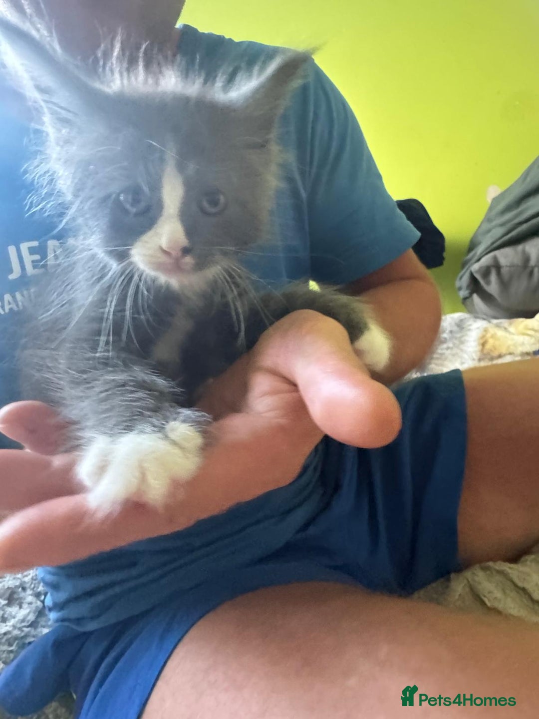 Maine Coon cats for sale: Gorgeous maine coon kittens  - Image 9