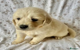 Golden Retriever dogs for sale: Golden Retriever Puppies 🐶🤍 - Image 4