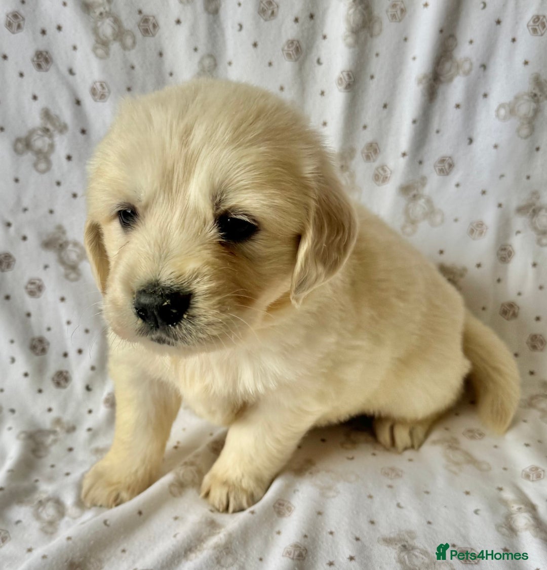 Golden Retriever dogs for sale: Golden Retriever Puppies 🐶🤍 - Image 4