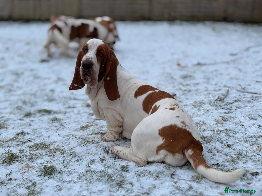Basset Hound dogs for sale: Basset hound amazing couple  - Advert 30