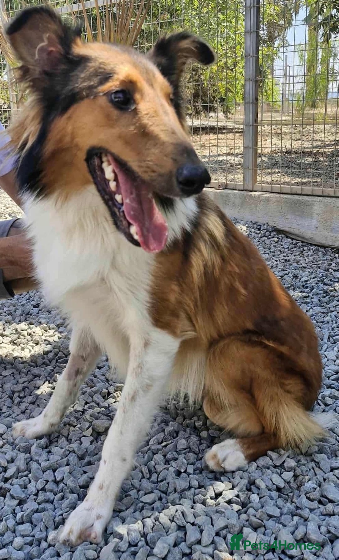 Rough Collie dogs for adoption: Brin is looking for a loving home - Advert 4