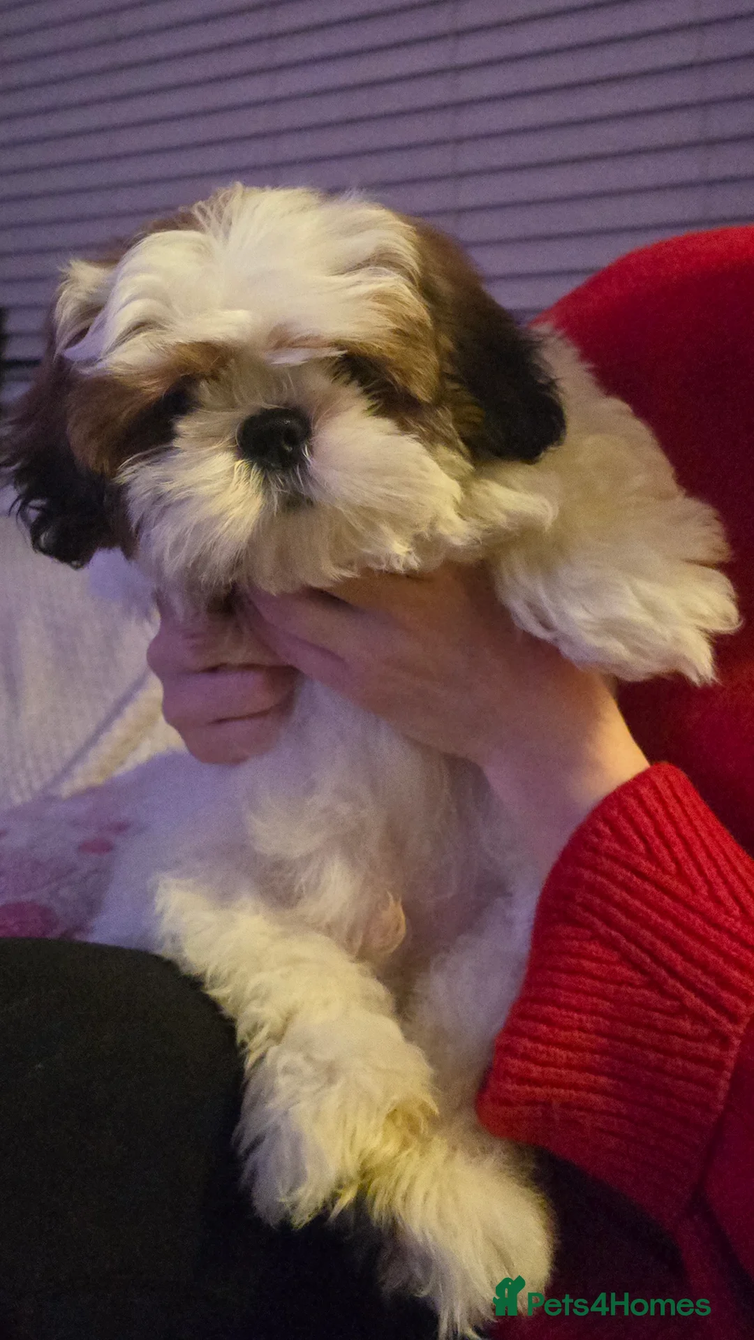 Shih Tzu dogs for sale: Shih Tzu Puppy for Sale - Advert 16
