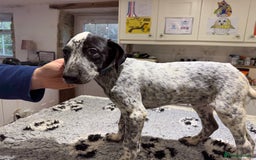 Mixed Breed dogs for sale: Collie x Dalmatian Puppies - Advert 2