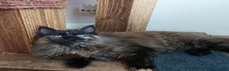 Maine Coon cats for sale: CUTE  MAINE COON GIRL /DNA/GCCF  - Advert 6
