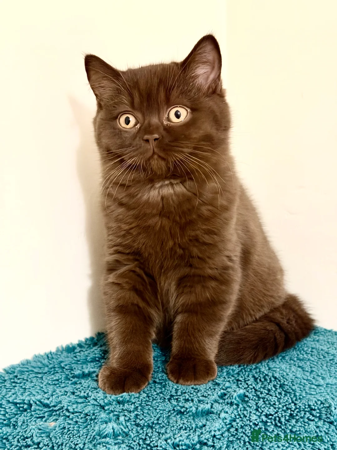 British Shorthair cats for sale: BSH chocolate boys TICA registration  - Advert 5