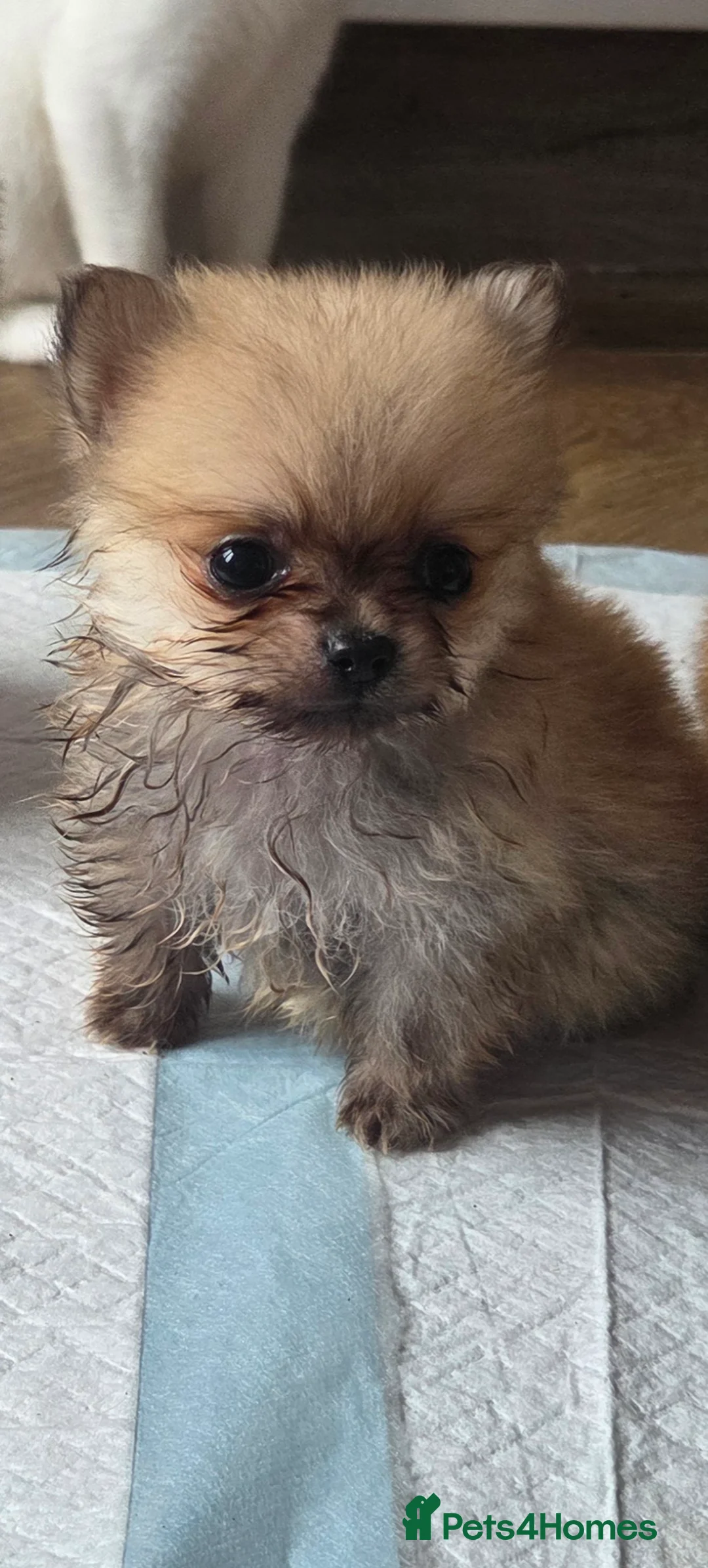 Pomchi dogs for sale: Pomchi puppies available! - Advert 2