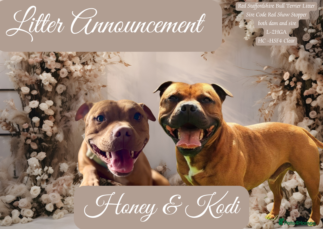 Staffordshire Bull Terrier dogs for sale: Waiting list RED STAFFORDSHIRE BULL TERRIER PUPS - Advert 1