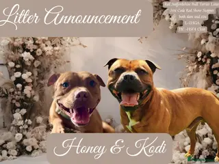 Staffordshire Bull Terrier dogs Waiting list RED STAFFORDSHIRE BULL TERRIER PUPS - Advert 8