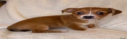Mixed Breed dogs for sale: Jack Russell x terrier  - Advert 4