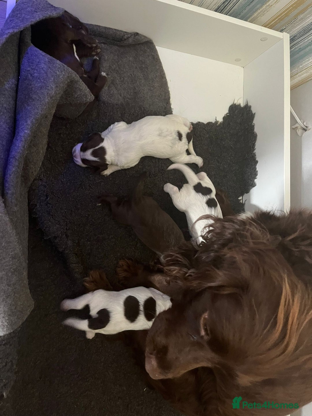 Sprocker dogs for sale: Beautiful Sprocker puppies  - Image 33