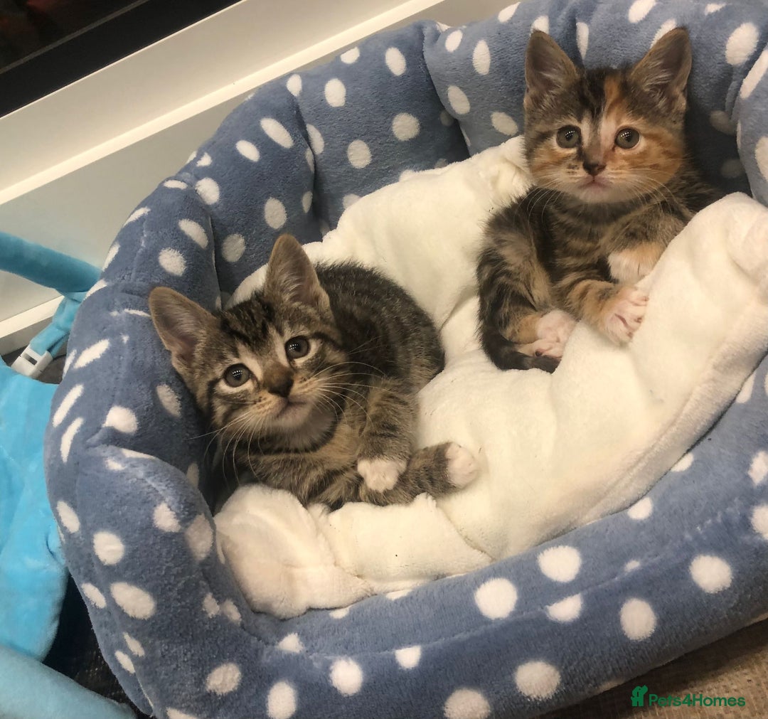 Mixed Breed cats for sale: Lovely kittens 8 weeks old  - Image 1