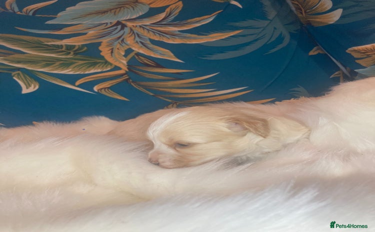 Shihpoo dogs - Advert 2