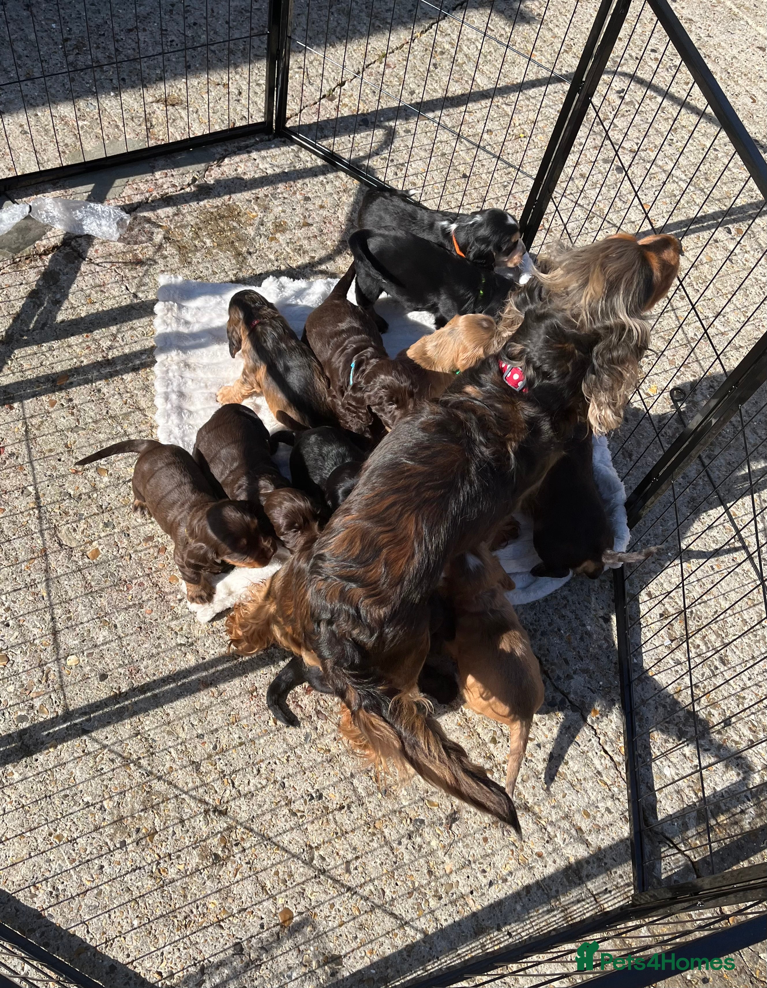 Cocker Spaniel dogs Beautiful Show Type Cocker Spaniel Puppies - Advert 13