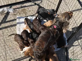 Cocker Spaniel dogs Beautiful Show Type Cocker Spaniel Puppies - Advert 13