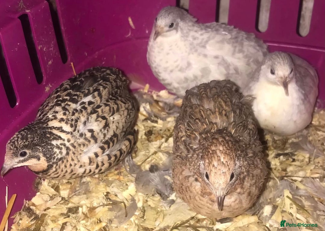 Quail poultry for sale: QUAILS CHINESE PAINTED BUTTONS ! - Advert 20