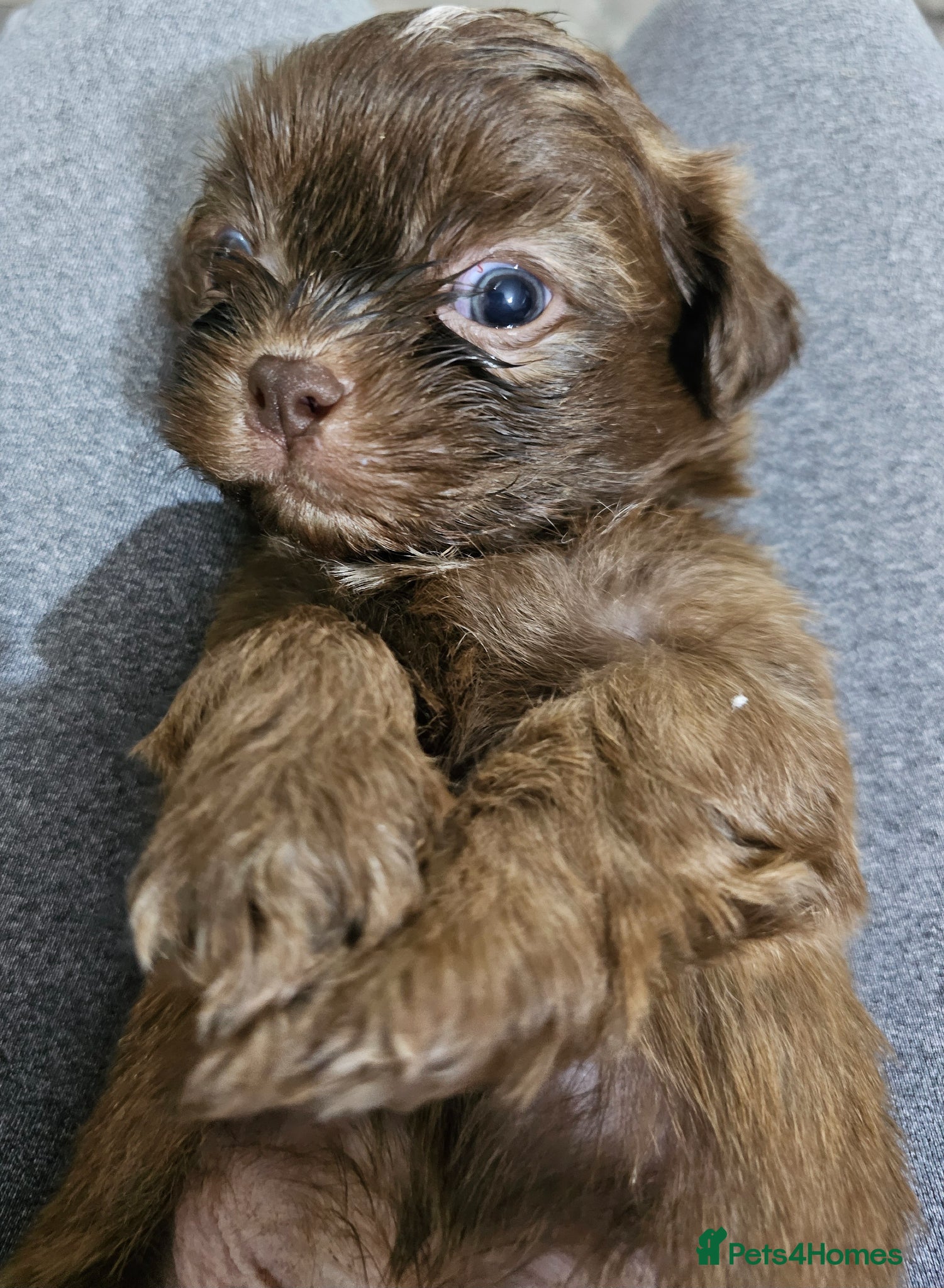 Shih Tzu dogs for sale: Choc Liver Shih Tzu puppies - Advert 21
