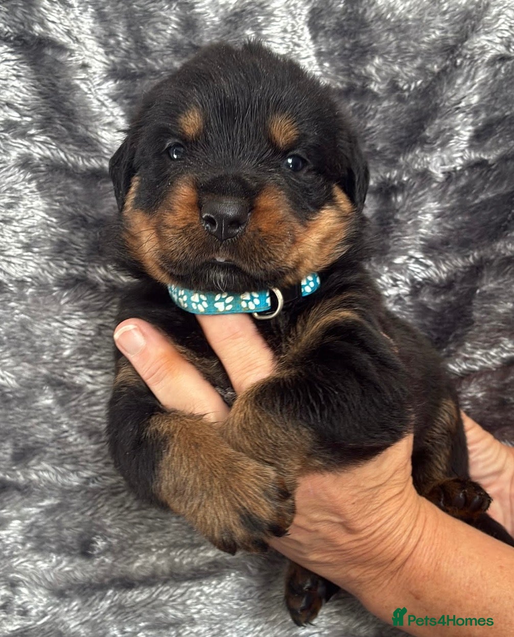 Rottweiler dogs KC Registered Rottweiler Puppies - Advert 2