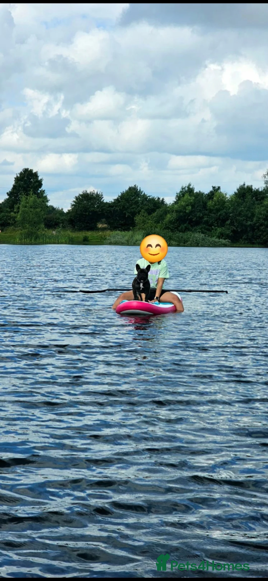 French Bulldog dogs for sale: Female KC French Bulldog - 5yrs Old in Stockton-on-Tees - Advert 2