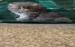 Persian cats for sale: Blue Persian  in Chesterfield - Image 13