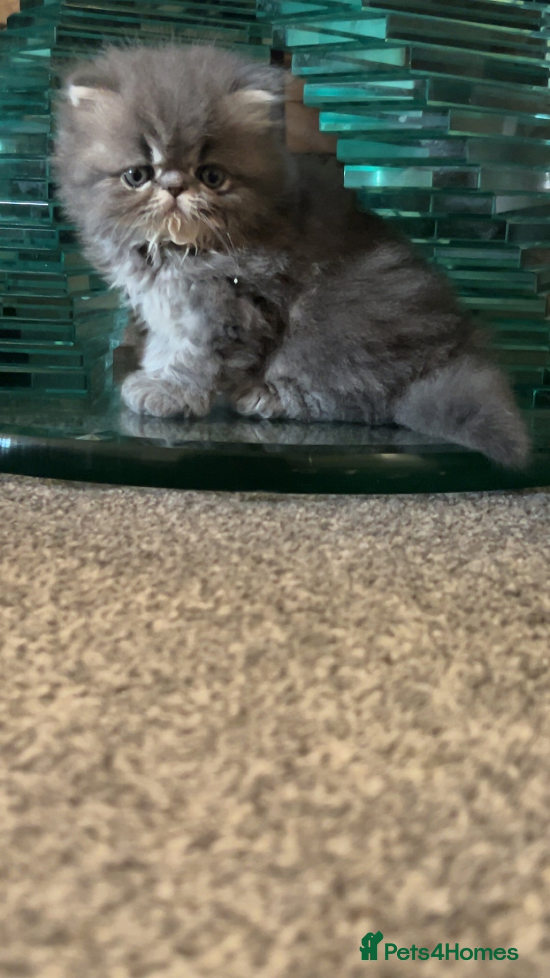 Persian cats for sale: Blue Persian  in Chesterfield - Image 13