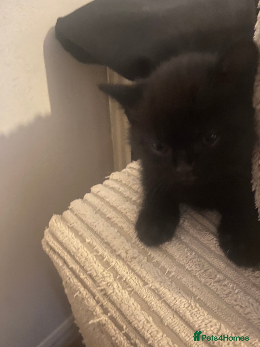 Mixed Breed cats for sale: 1/2 British shorthair/mixed kittens - Advert 9