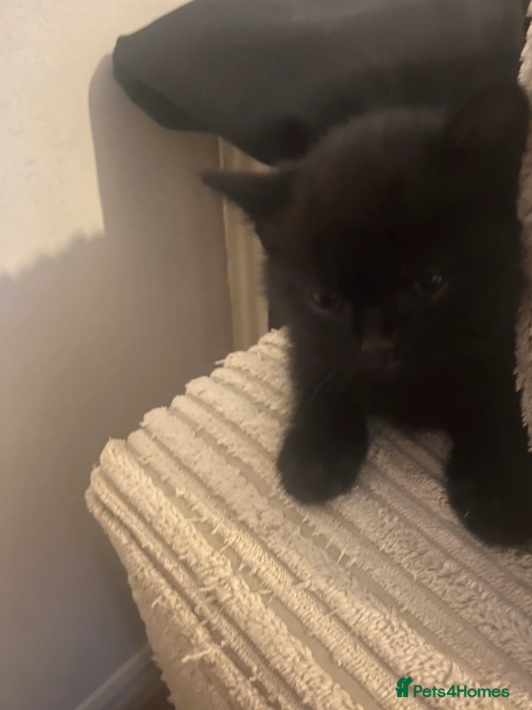 Mixed Breed cats for sale: 1/2 British shorthair/mixed kittens - Advert 9