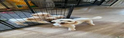 Cavapoochon dogs for sale: Cavapoochon puppies with 5 weeks free insurance   - Advert 15