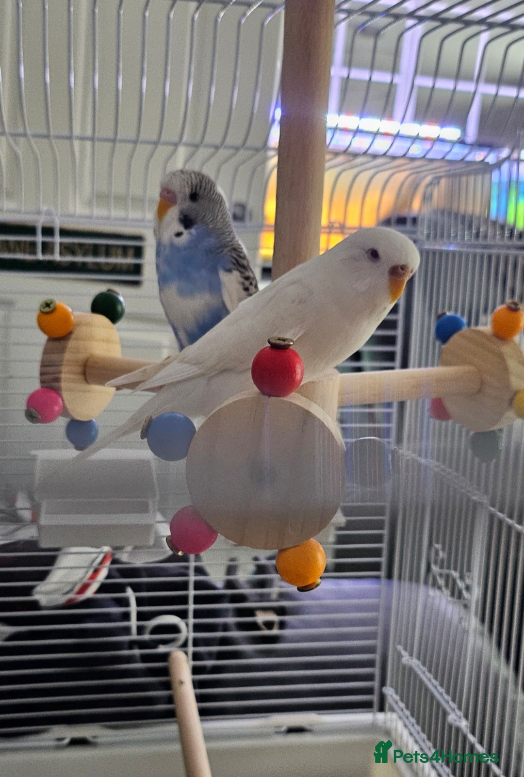 Budgerigars birds for sale: Bonded pair of budgies, 8 months old, male&female  - Image 2
