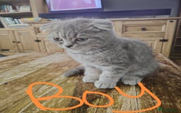Scottish Fold cats for sale: Scottish and British mix - Image 4
