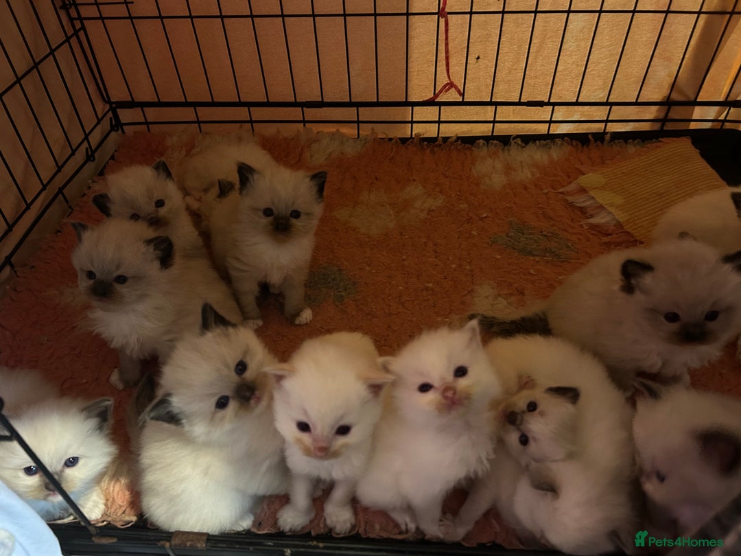Ragdoll cats for sale: Pedigree Ragdoll babies - Advert 4