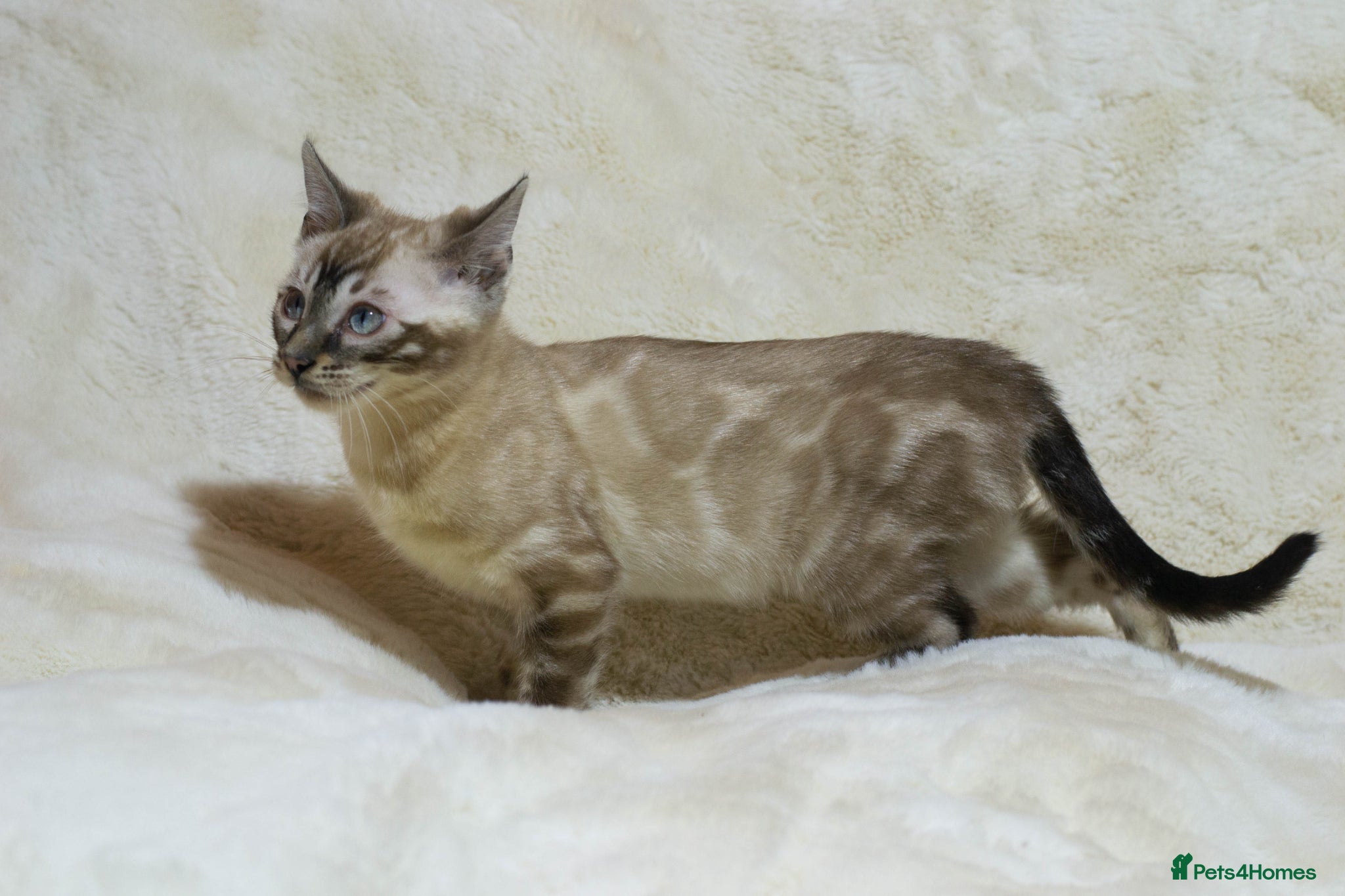 Bengal cats Ready to Leave: TICA Registered Snow Lynx Bengal  - Advert 3