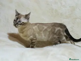 Bengal cats Ready to Leave: TICA Registered Snow Lynx Bengal - Advert 3