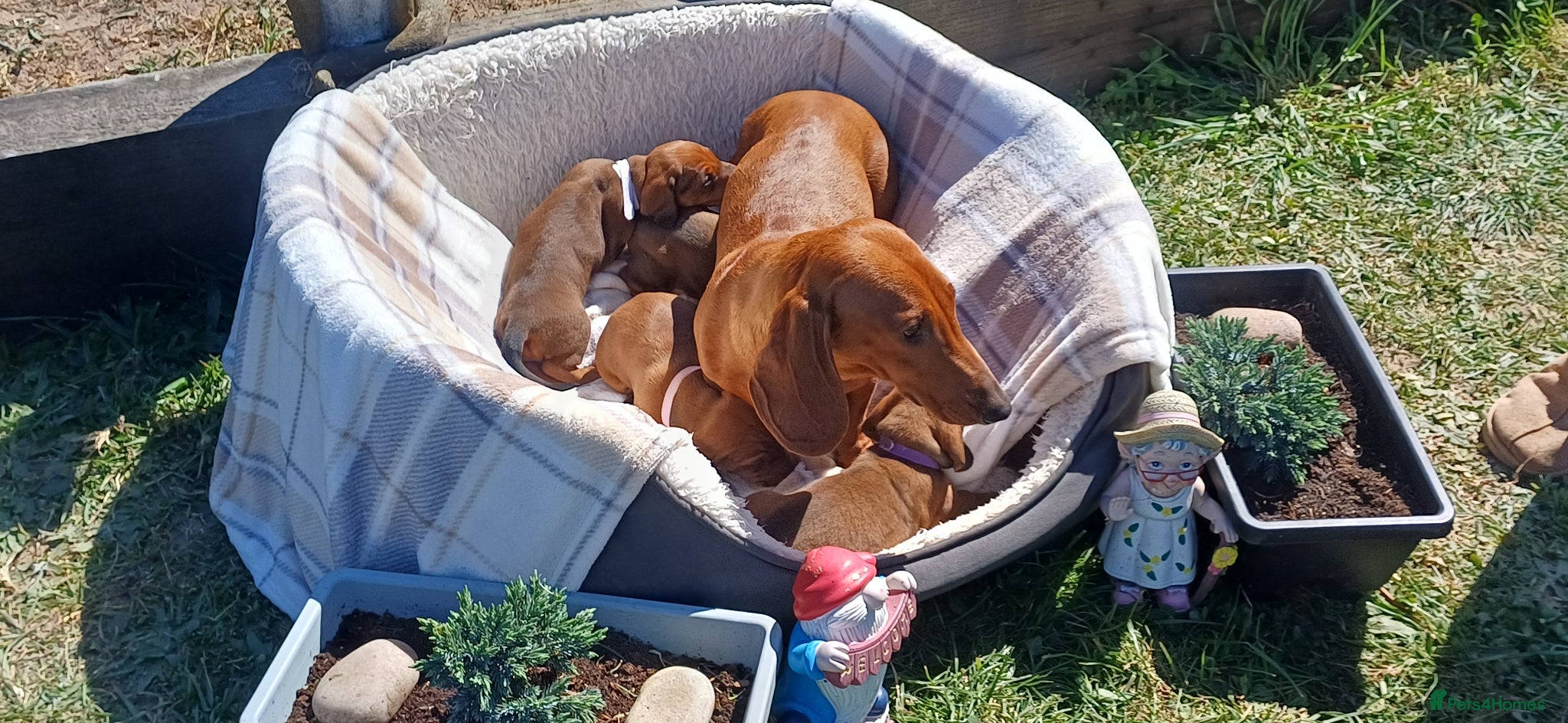 Dachshund dogs Beautiful KC registered smooth standard dachshund  - Advert 3