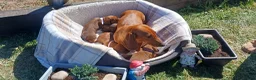 Dachshund dogs for sale: OUTSTANDING KC reg, smooth,standard dachshund  - Advert 1