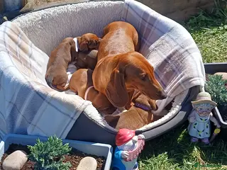 Dachshund dogs Beautiful KC registered smooth standard dachshund - Advert 3