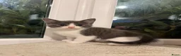 Mixed Breed cats for sale: 🥰 mixed breed calicos, tuxedos & grey kittens  - Advert 16