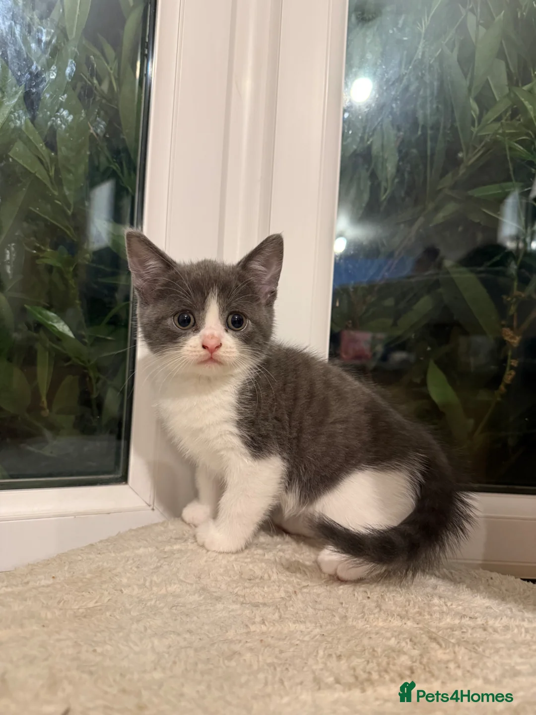 Mixed Breed cats for sale: 🥰 mixed breed calicos, tuxedos & grey kittens  - Advert 16