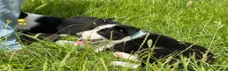 Border Collie dogs for sale: Isds border collie pups  in Batley - Advert 1