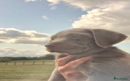 Labrador Retriever dogs for sale: READY TO LEAVE 6th JULY- silver Labradors for sale in Stafford - Image 1