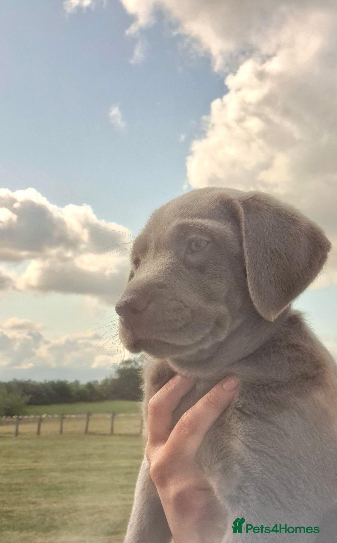 Labrador Retriever dogs for sale: READY TO LEAVE 6th JULY- silver Labradors for sale in Stafford - Image 1